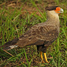 Caracara huppé