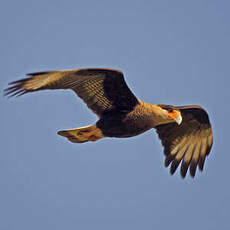 Caracara huppé