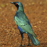 Choucador de Swainson