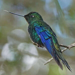 Colibri à ailes saphir