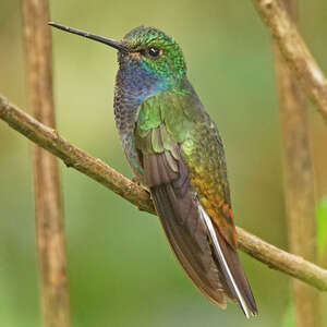 Colibri à queue blanche