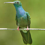 Colibri à queue bronzée