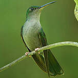 Colibri à queue bronzée