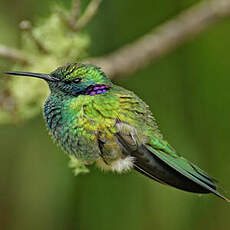 Colibri à ventre blanc