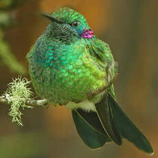 Colibri à ventre blanc