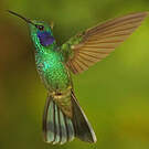 Colibri cyanote