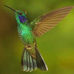 Colibri cyanote