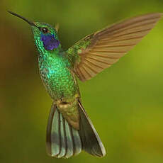 Colibri cyanote