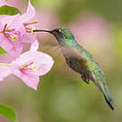 Colibri cyanote