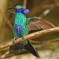 Colibri d'Anaïs