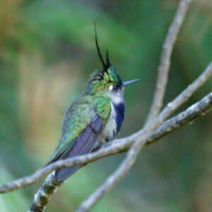 Colibri de Delalande