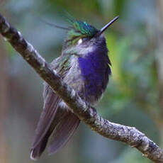 Colibri de Delalande