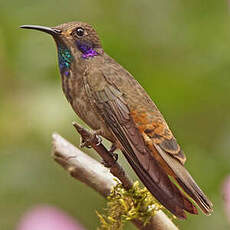 Colibri de Delphine