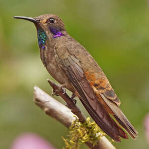 Colibri de Delphine