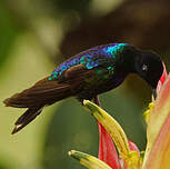 Colibri de Jardine