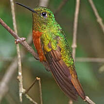 Colibri de Matthews