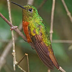 Colibri de Matthews