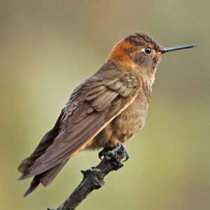 Colibri étincelant