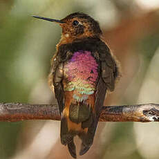 Colibri étincelant