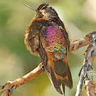 Colibri étincelant