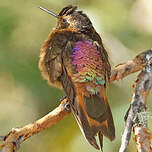 Colibri étincelant