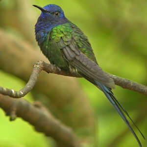 Colibri hirondelle