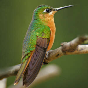 Colibri rubis-émeraude