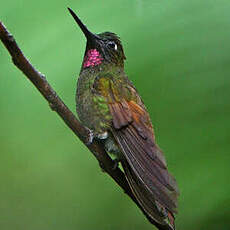 Colibri rubis-émeraude