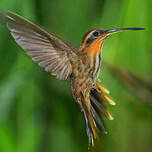 Colibri tacheté