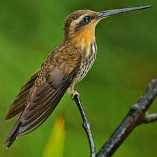 Colibri tacheté