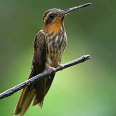 Colibri tacheté