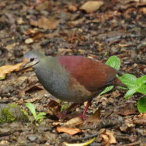 Colombe du Costa Rica