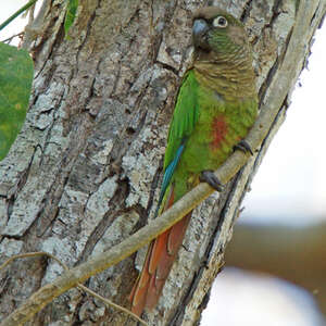 Conure de Deville