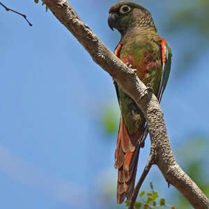 Conure de Deville