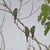 Conure de Souancé