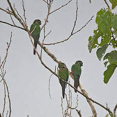 Conure de Souancé