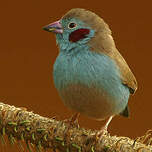 Cordonbleu à joues rouges