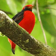 Cotinga à col noir