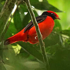 Cotinga à col noir