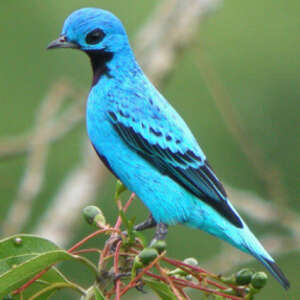 Cotinga bleu