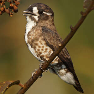 Cotinga d'Isabelle