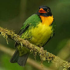 Cotinga jucunda