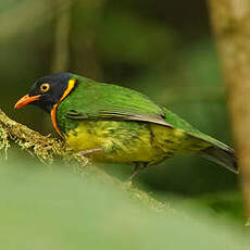 Cotinga jucunda