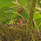 Cotinga jucunda