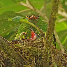 Cotinga jucunda