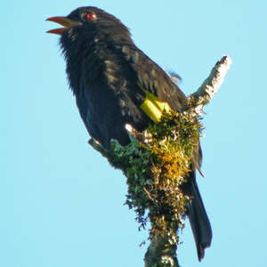 Cotinga noir