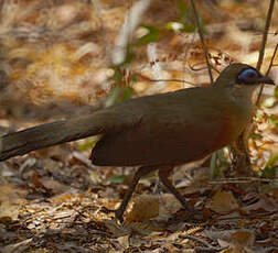 Coua de Coquerel