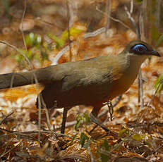 Coua de Coquerel