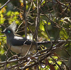 Coua huppé