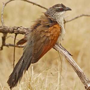 Coucal à sourcils blancs